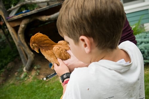 meet chickens
