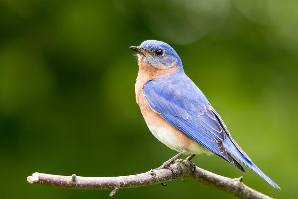 bluebird story thc