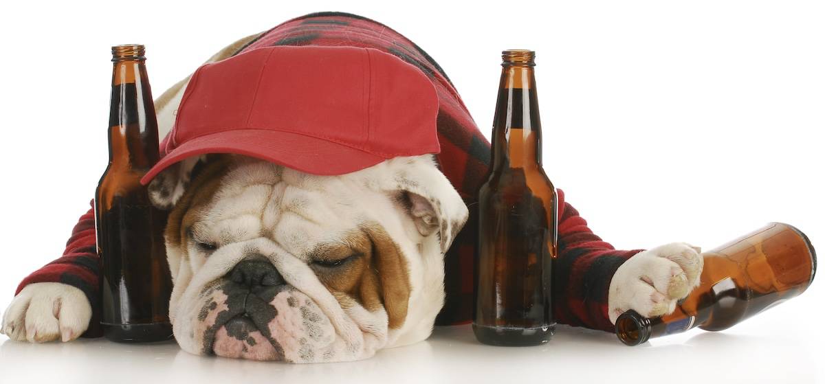 cure hangover