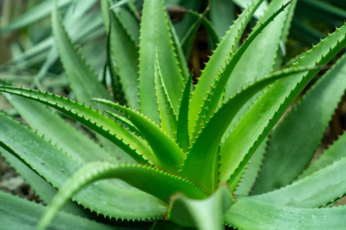 pure aloe vera