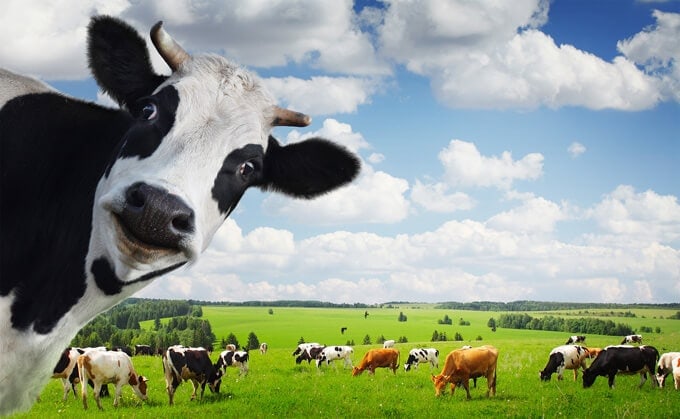 whats deal dairy